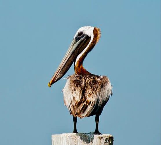 ddos服务器攻击手段