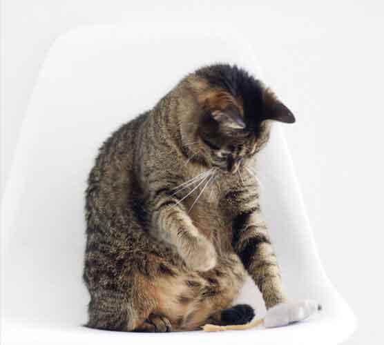 放心购买的cc网页端